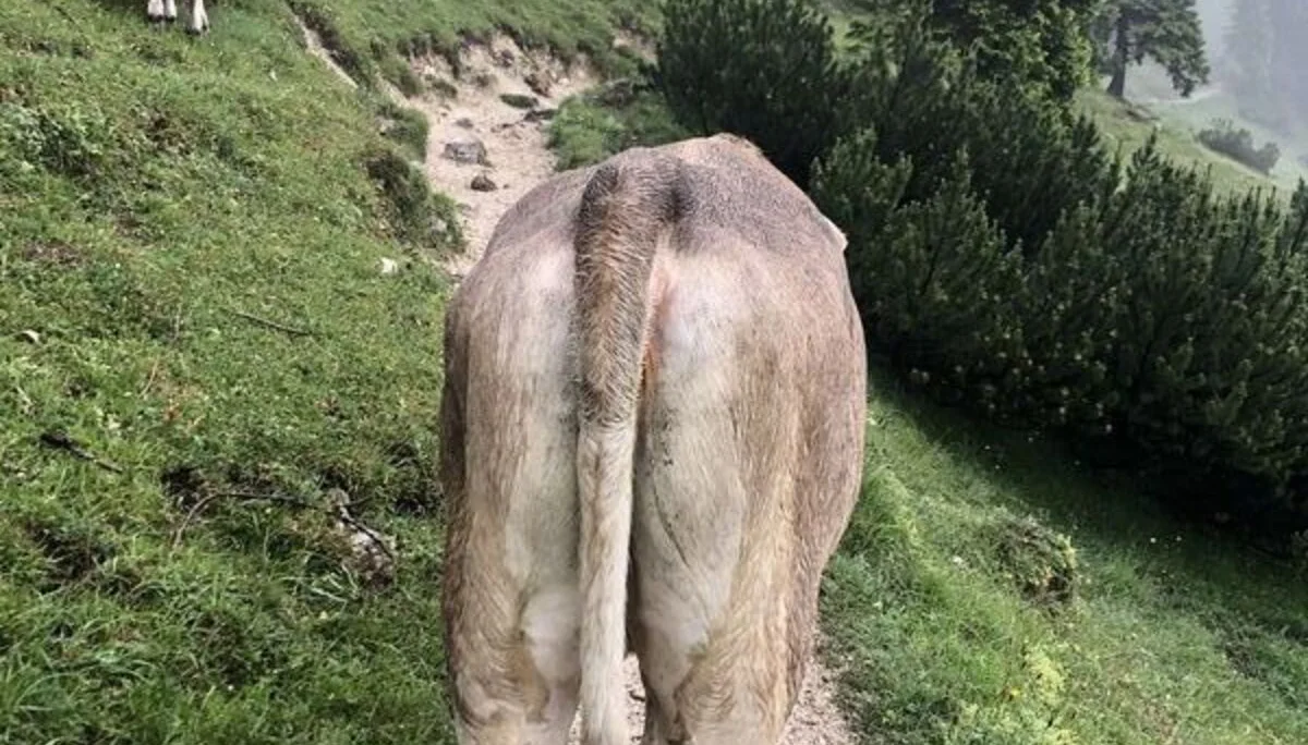 © Uli Röhrnböck