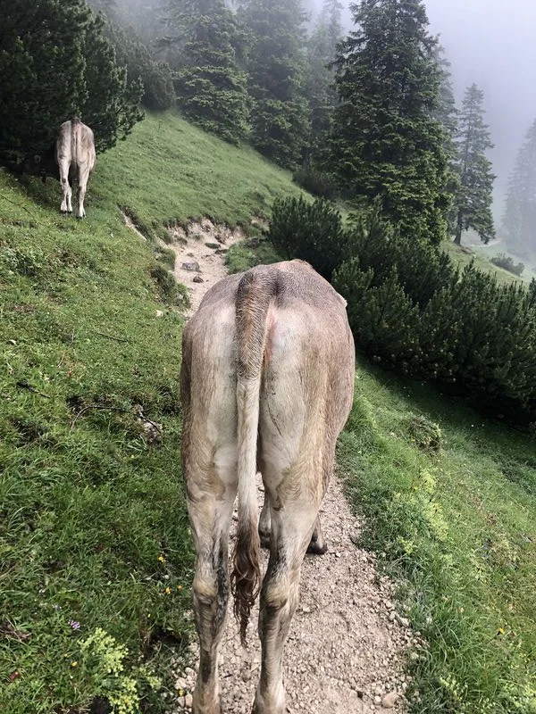 © Uli Röhrnböck