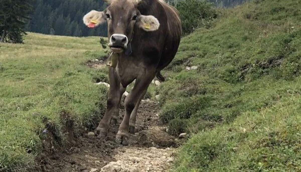 © Uli Röhrnböck