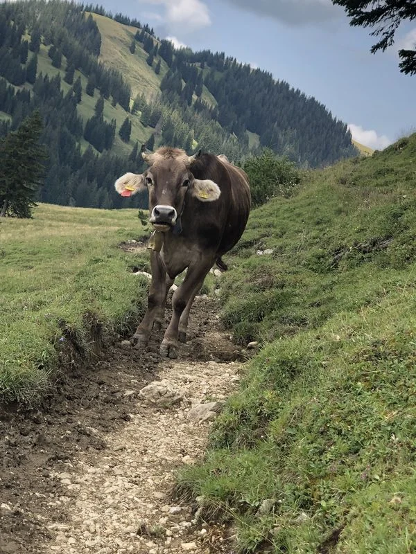 © Uli Röhrnböck