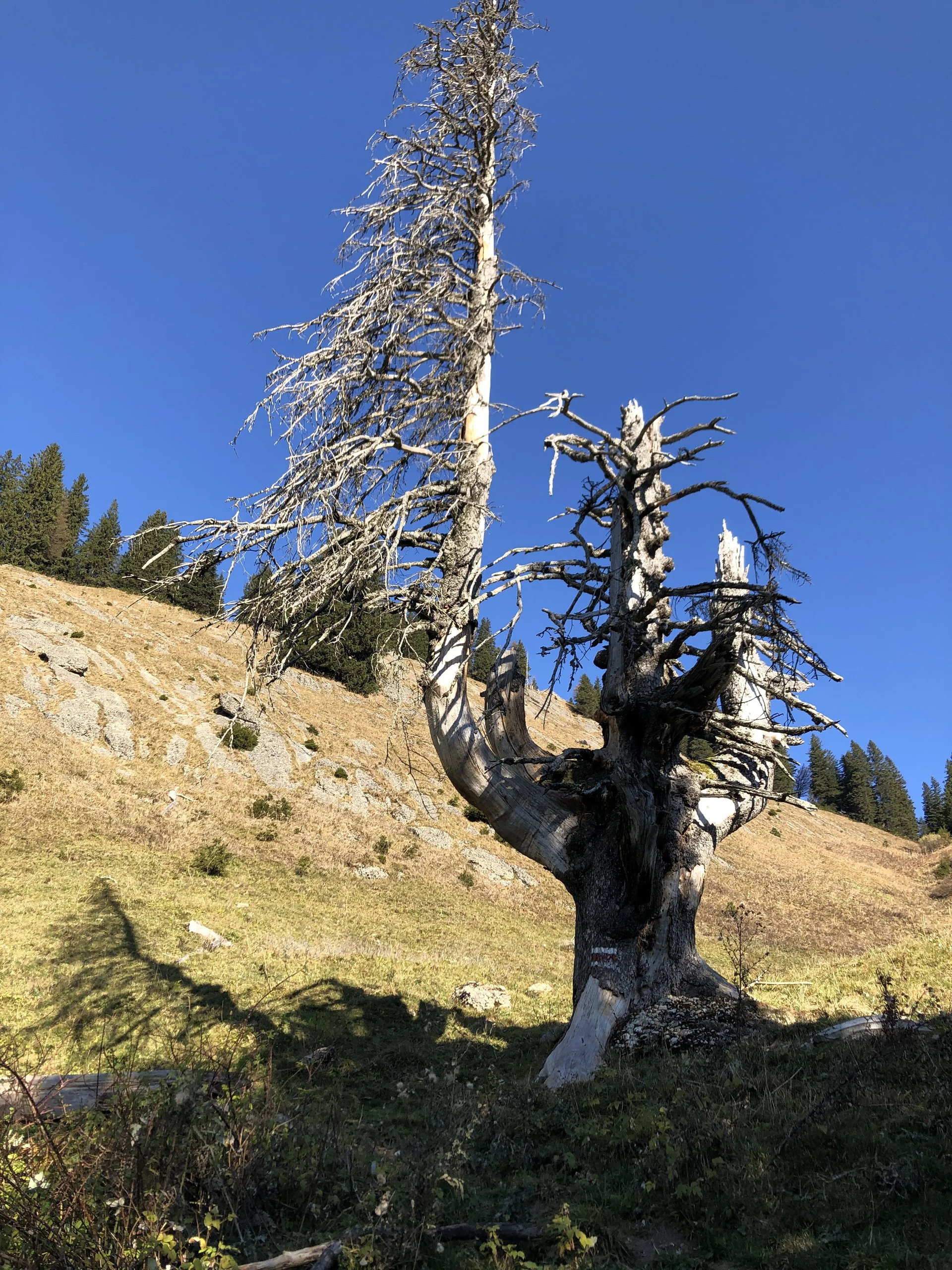 © Uli Röhrnböck