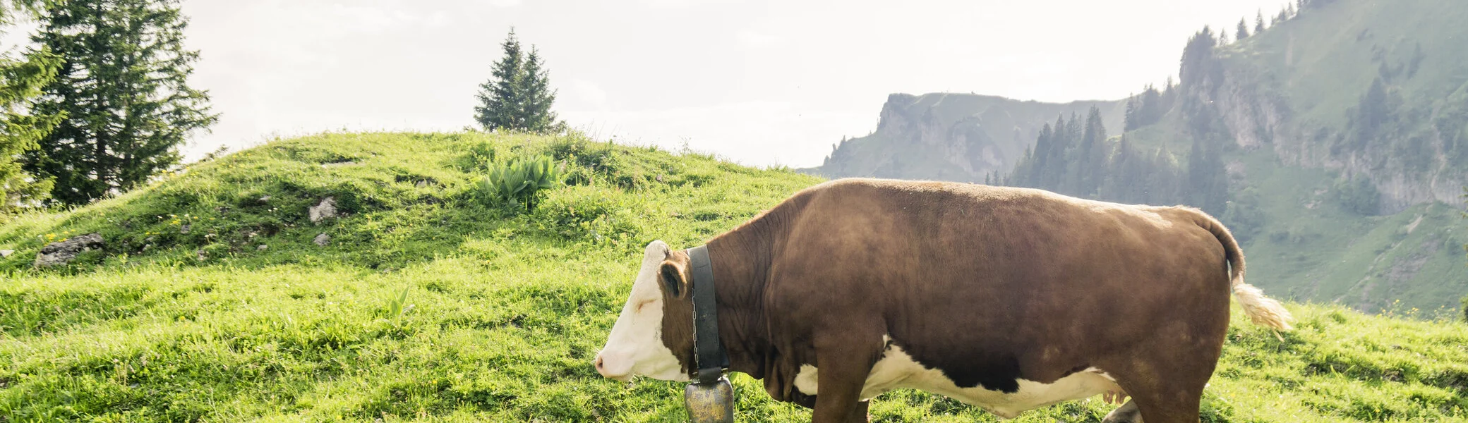 Eine Kuh auf einer Bergalm | © DAV/Hans Herbig