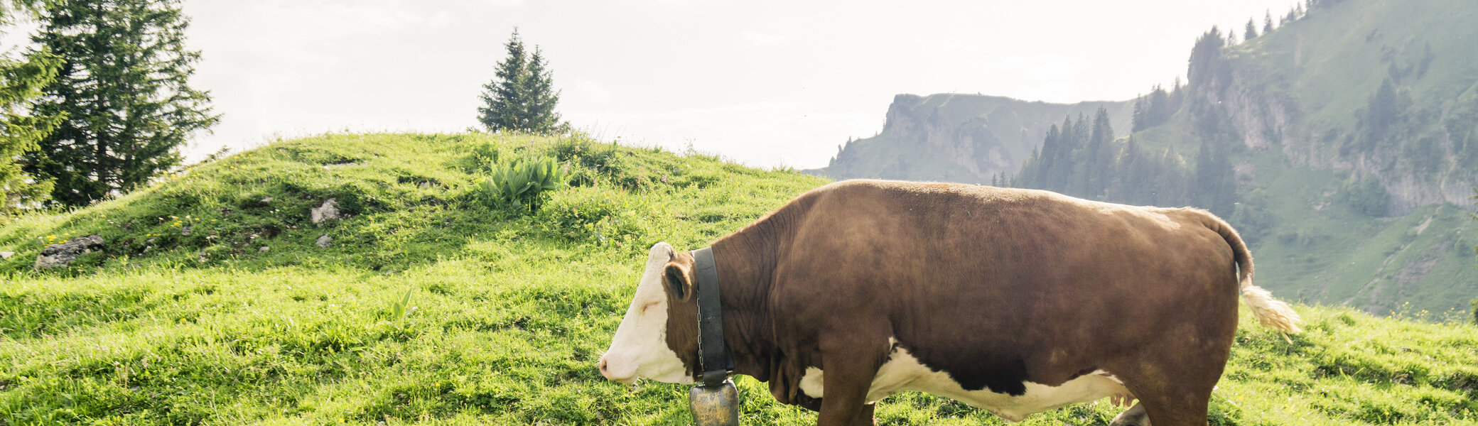 Eine Kuh auf einer Bergalm | © DAV/Hans Herbig